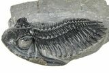 Detailed Hollardops Trilobite Fossil - Ofaten, Morocco #310575-2